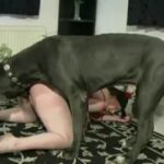 Post 82 Zoophilia- Massive Size Dog Fucks a Middle Age Woman Who Love to Suck Dog Dick and Swallow Its Cum